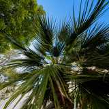 Un luogo sorprendentemente rigoglioso dove tra palme...